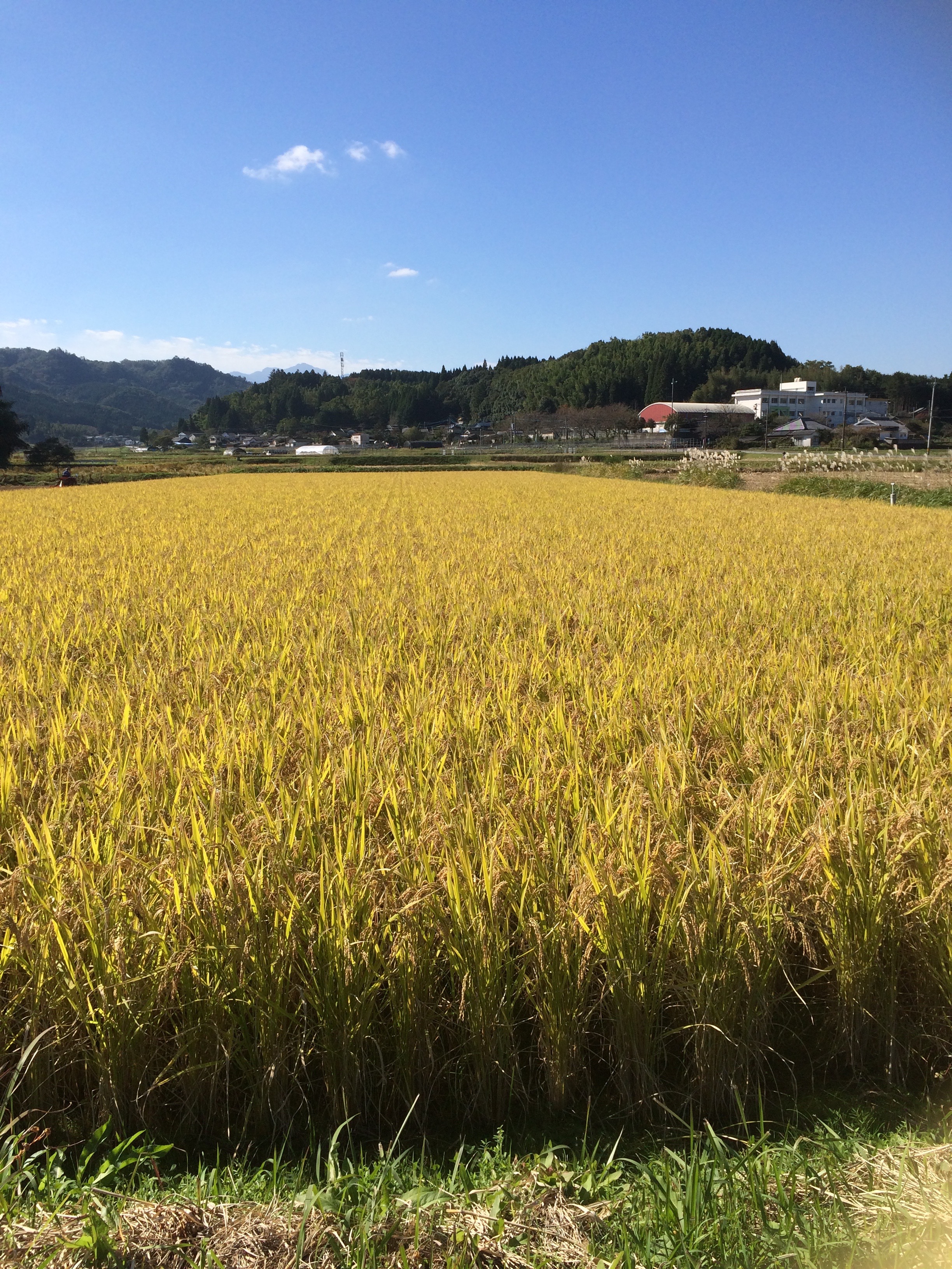 11月の写真5